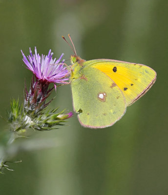 clouded yellow.- Colias croceus