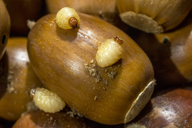 161108 16 small.   Curculio and Conotrachelus acorn weevils.