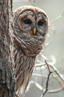 140327   Barred Owl