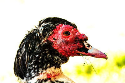140505-94- A Muscovy; a face only a mother  could love.