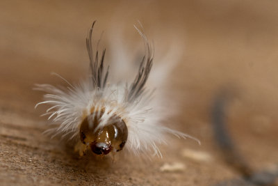 140914-20  12 MM  (Tussock moth cat ??)   I sure like his   hair do!!