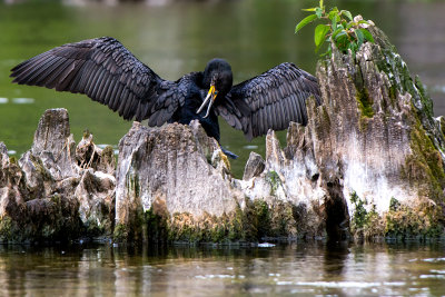 150322-172   Double Crested Cormorant