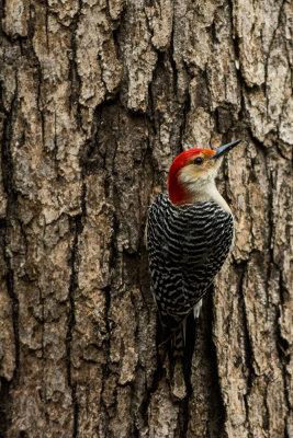 160209  Red Bellied Woodpecker