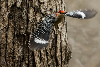 160209 42 .jpg  Red Bellied  Woodpecker