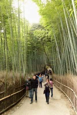 Arashiyama - Bamboo Grove Crouching Tiger, Hidden Dragon one of film locations
