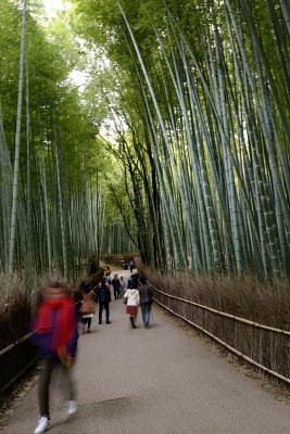 Arashiyama - Bamboo Grove