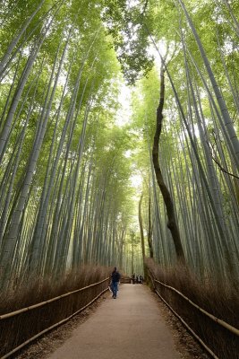 Arashiyama - Bamboo Grove