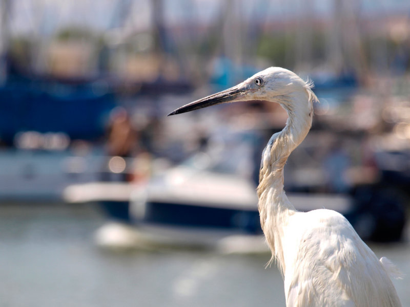 Fishermans Wharf