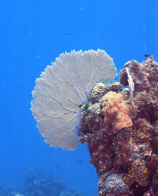 Coral Fan on reef