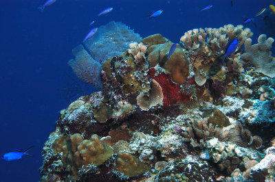 Damselfish on Reef