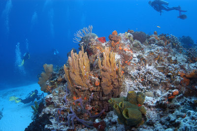Dive group reef