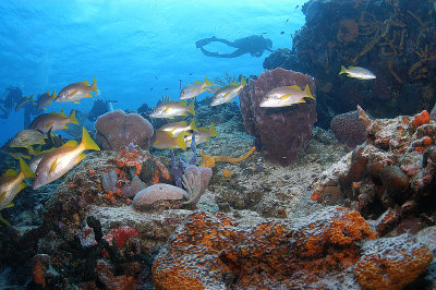 Diver on reef grunts