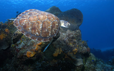 Green Sea Turtle best