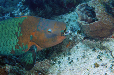 Green Parrotfish