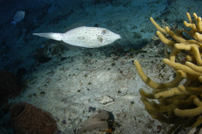 Filefish  Tang