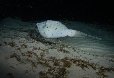 Scrolled filefish 