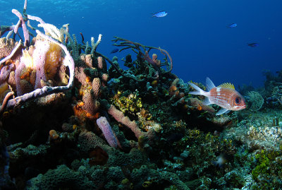 Squirrel fish on reef