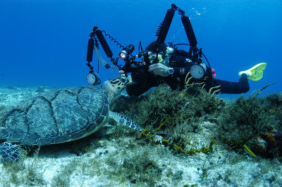 Brant with Hawksbill turtle