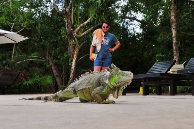 Green Iguana by relxing pool by Keith