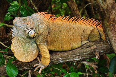 Orange Iguana by Keith