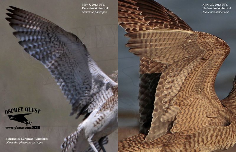 Eurasian and Hudsonian Whimbrel wing underparts.jpg