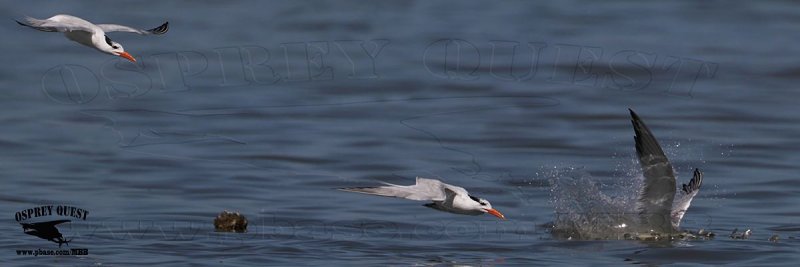 _MG_2905-7 Royal Tern plunge-dive.jpg