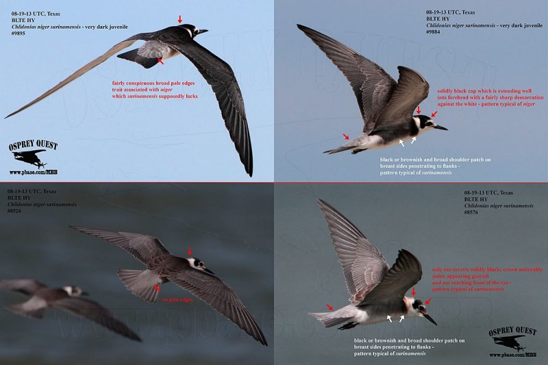 Black Terns HY 081913.jpg