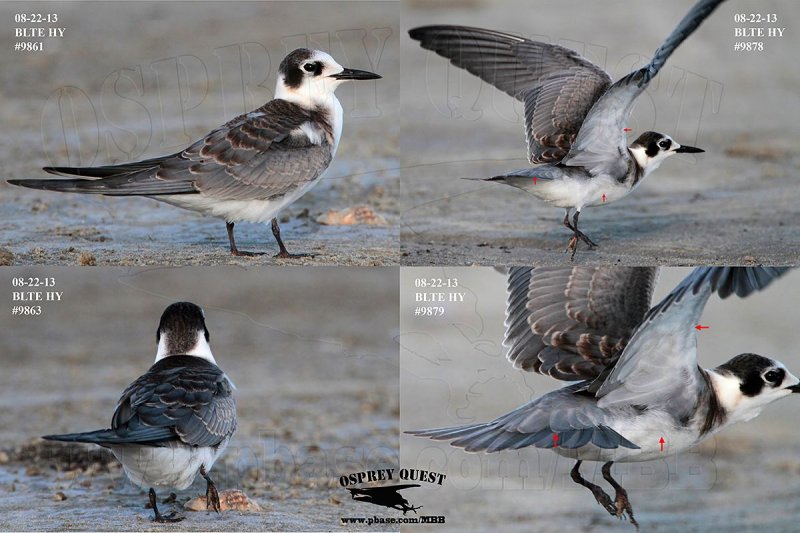 Black Tern_MG_9861 63 78 79 082213 WHITE FLANKS.jpg