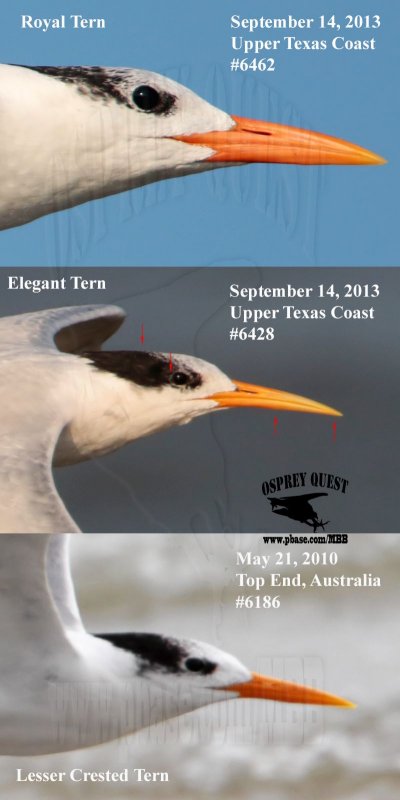 Elegant - Royal - Lesser Crested Tern.jpg