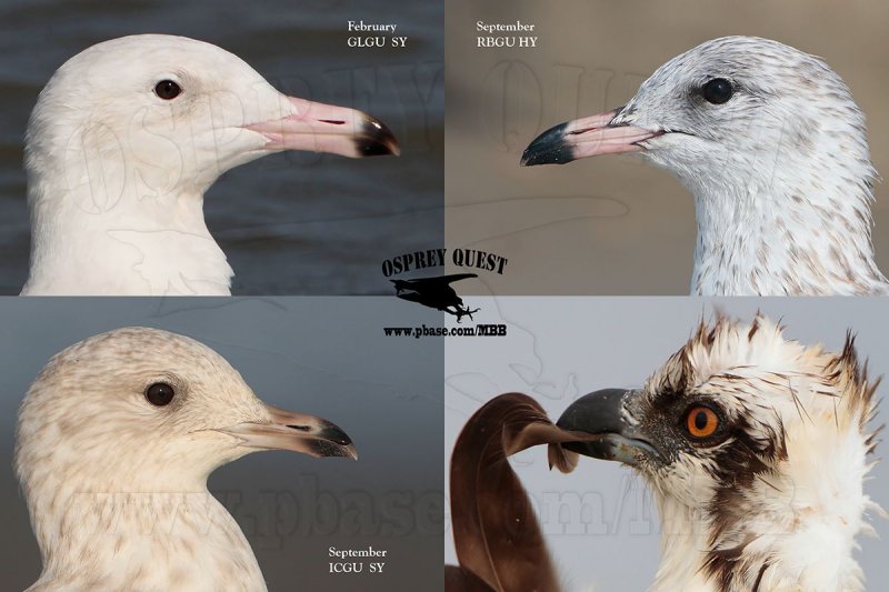 GULLS 800.jpg