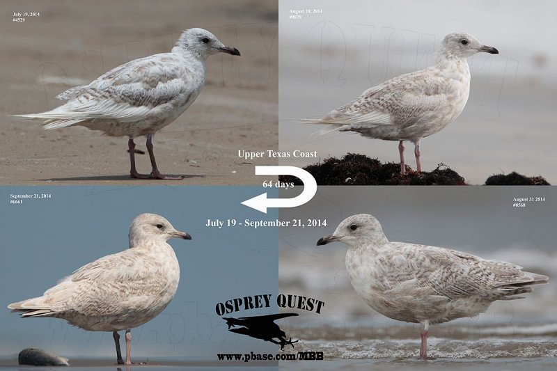Kumliens gull 07-19_09-21-14.jpg