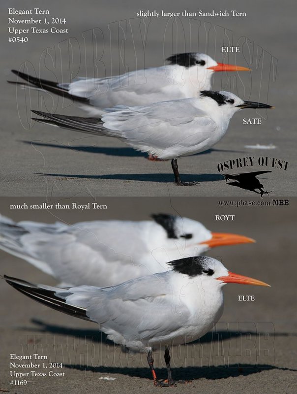 Elegant Tern vs SATE and ROYT.jpg