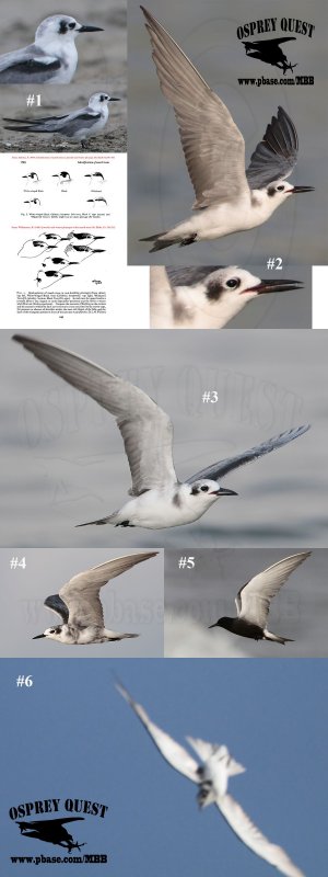 Black Tern winter head.jpg