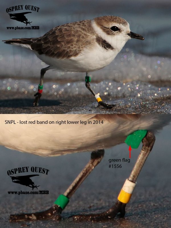 Snowy Plover_MG_0493_6683 lost band.jpg