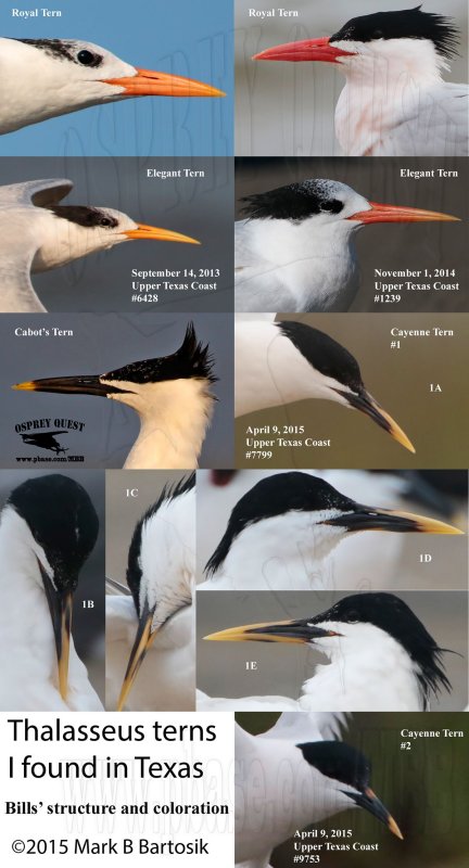 Thalasseus terns -Texas.jpg
