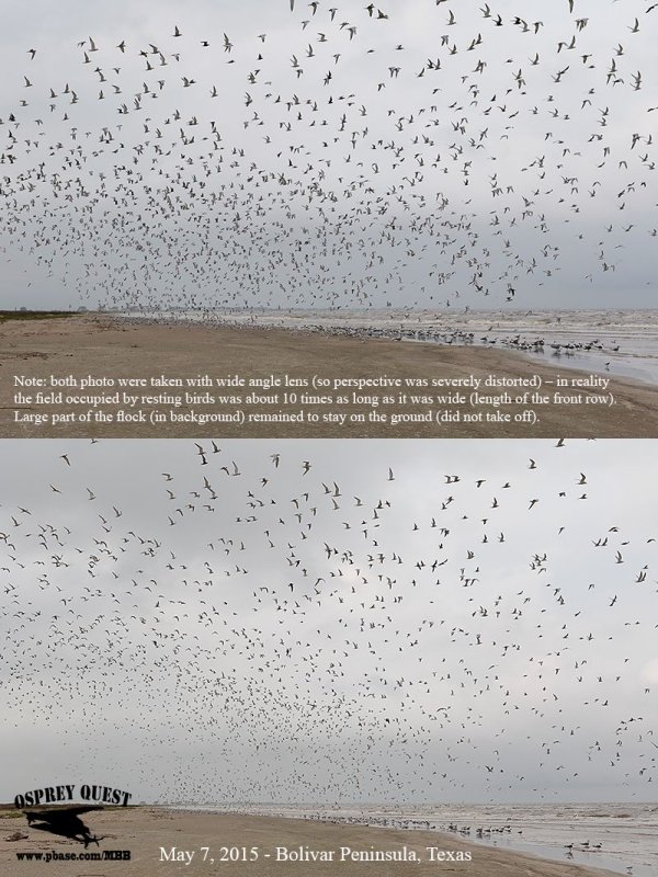 _M5A6120_48 Common-Black Tern migrating flock.jpg