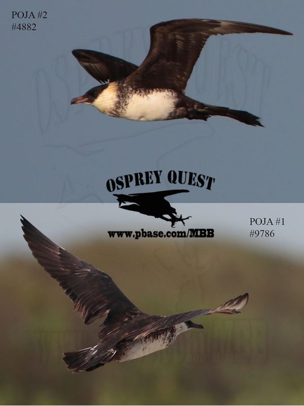 Pomarine Jaeger#1&2 ON THE WING.jpg
