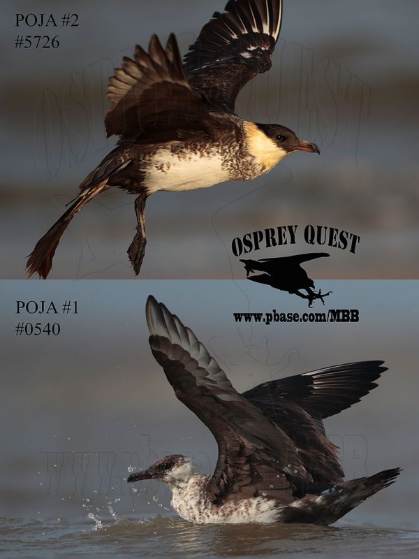 Pomarine Jaeger#1&2 OPEN WINGS.jpg