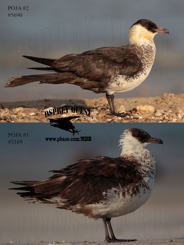 Pomarine Jaeger#1&2 STANDING.jpg
