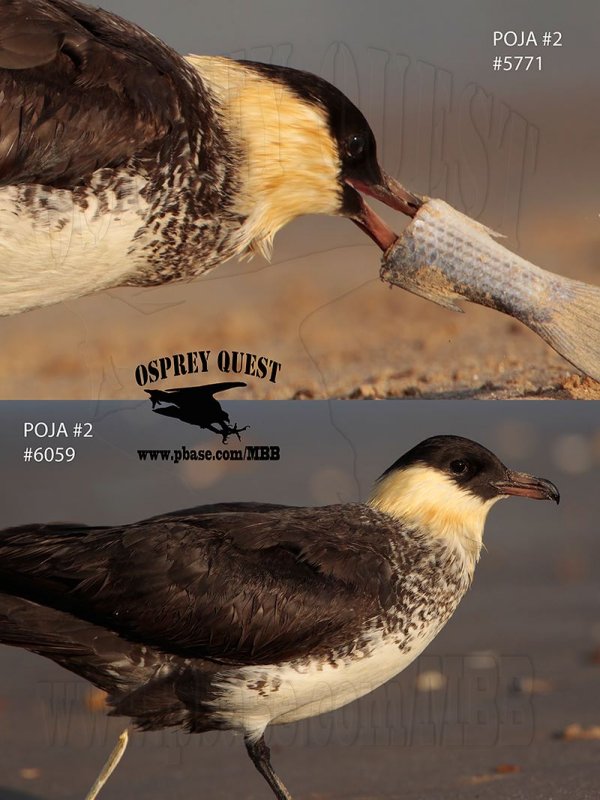 _M5A5771_6059 Pomarine Jaeger#2.jpg