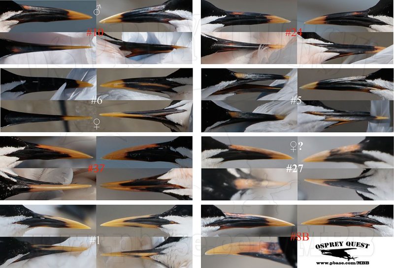 Cayenne-type Tern BILLS examples.jpg