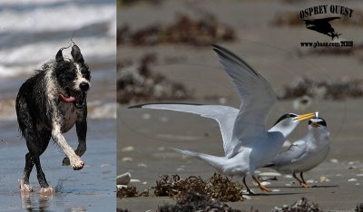 Least Tern - breeding - disturbance factors - loose dogs