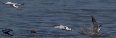 Royal Tern - low angle plunge-dive into school of fish