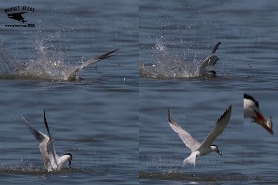 Royal Tern plunge-dive into school of fish - double catch