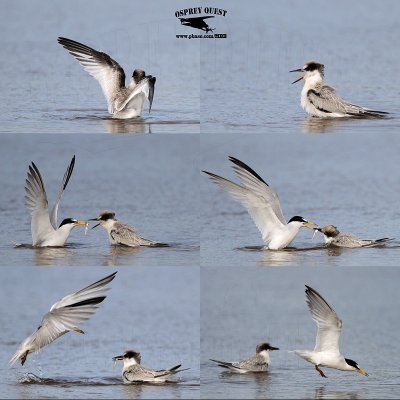Least Tern - feeding young in shallow water  - UTC - Spring 2013