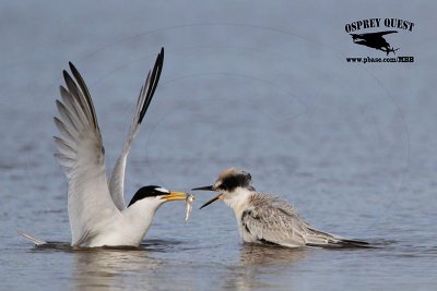 _MG_1150 Least Tern.jpg