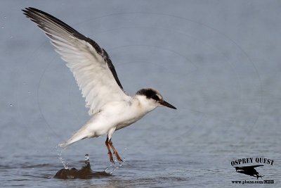 _MG_1174 Least Tern.jpg