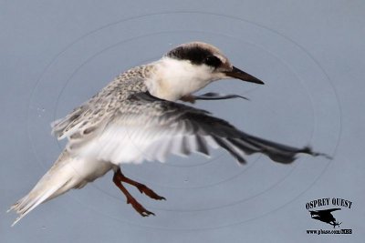 _MG_1177 Least Tern.jpg