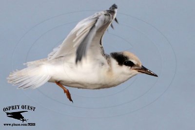 _MG_1179 Least Tern.jpg