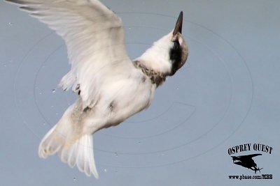 _MG_1181 Least Tern.jpg